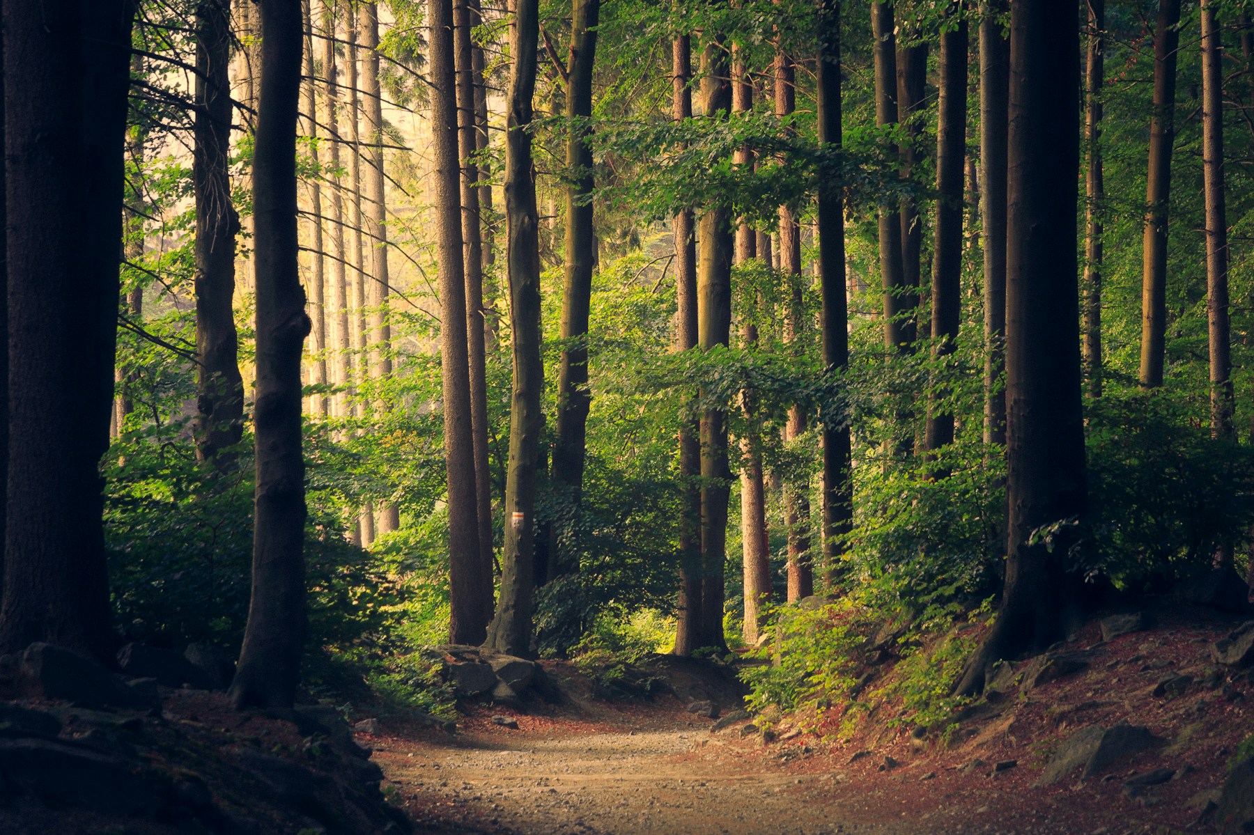 Quiet forest trail with sunlight filtering through the trees